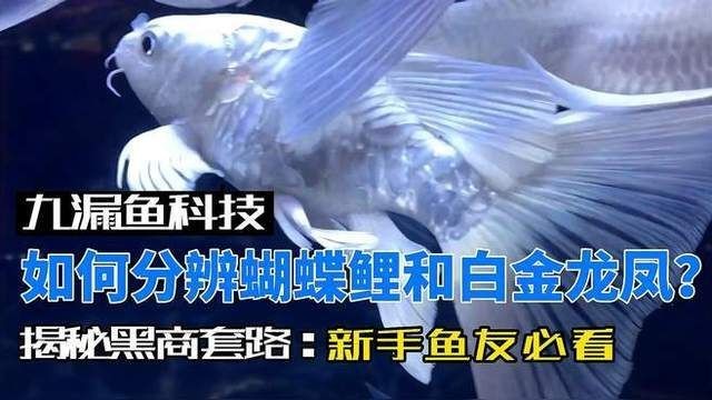 蝴蝶鯉和龍鳳怎么辨別