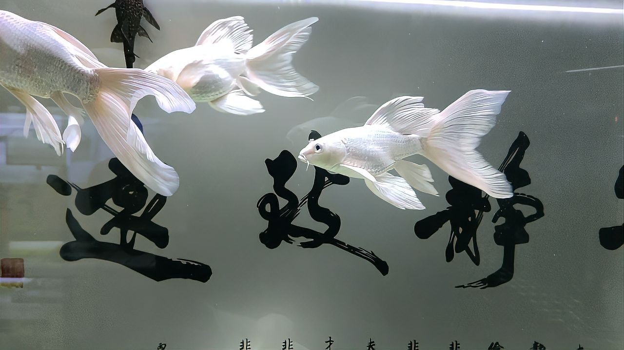 蝴蝶鯉和龍鳳怎么辨別