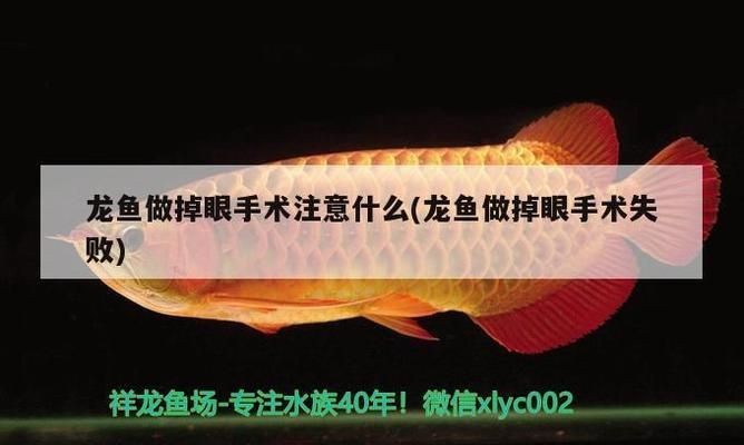龍魚做掉眼手術注意什么事項：龍魚掉眼手術時需要注意的關鍵事項以防止掉眼復發
