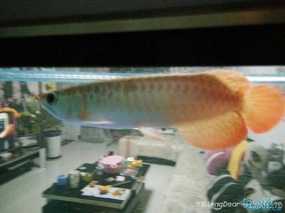 龍魚怎么養才不會掉眼（龍魚怎么養才不會掉眼，龍魚掉眼怎么辦）