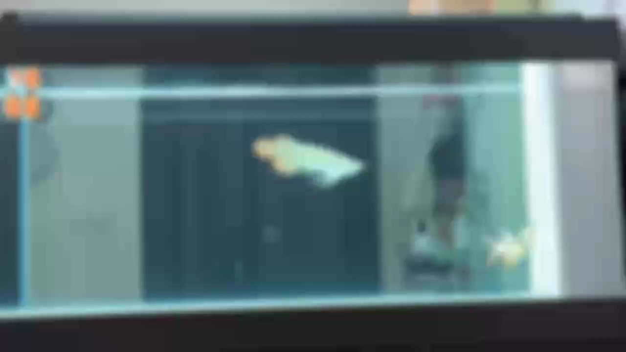 這魚大家給看看如何