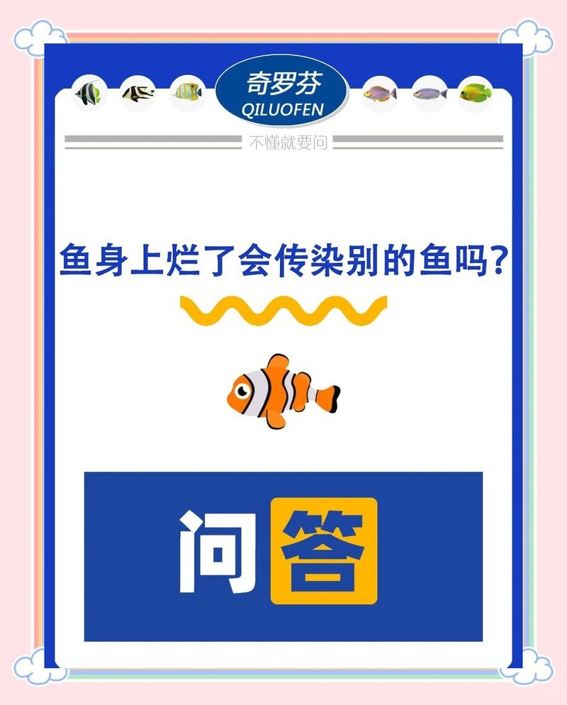 六角龍魚爛腳會傳染嗎？