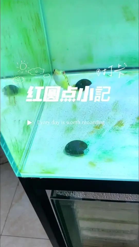 紅圓點狗頭