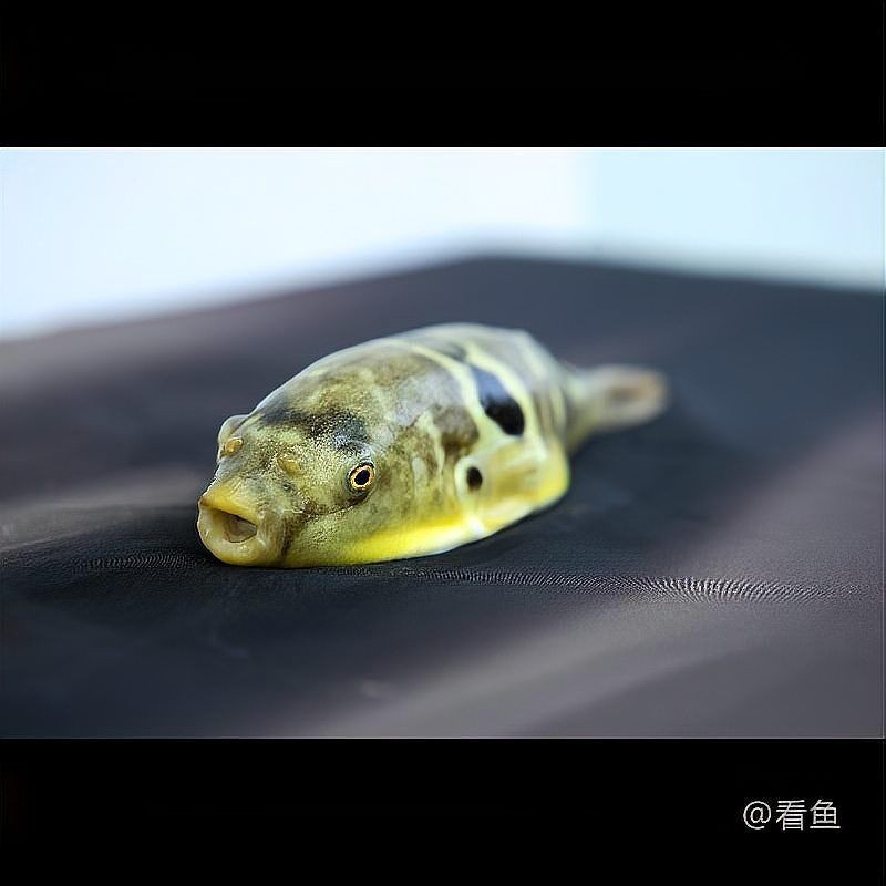 弓斑河豚是狗頭魚是河豚嗎