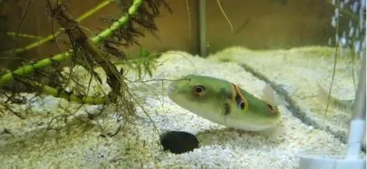 弓斑河豚是狗頭魚是河豚嗎