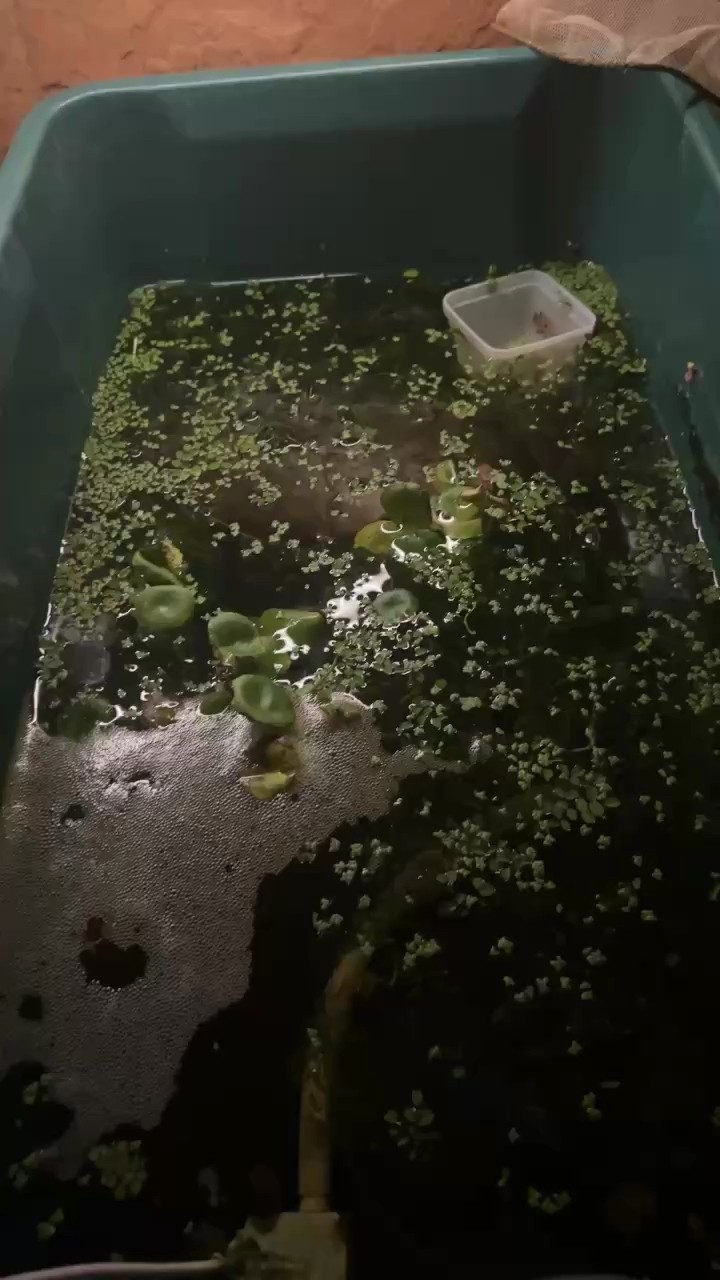 也不知能不能繁殖出來