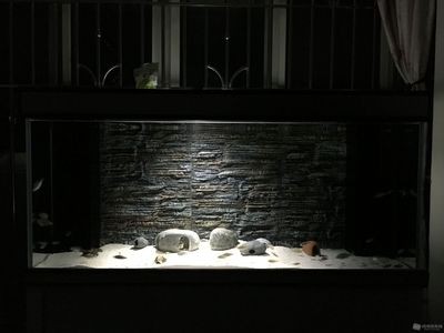 熱帶魚的飼養指南：底濾魚缸可以鋪石頭嗎