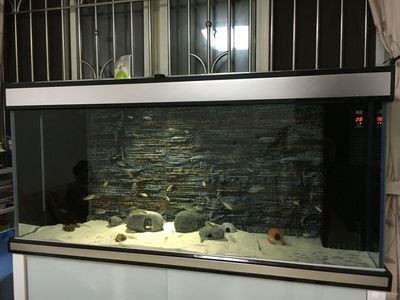 熱帶魚的飼養指南：底濾魚缸可以鋪石頭嗎