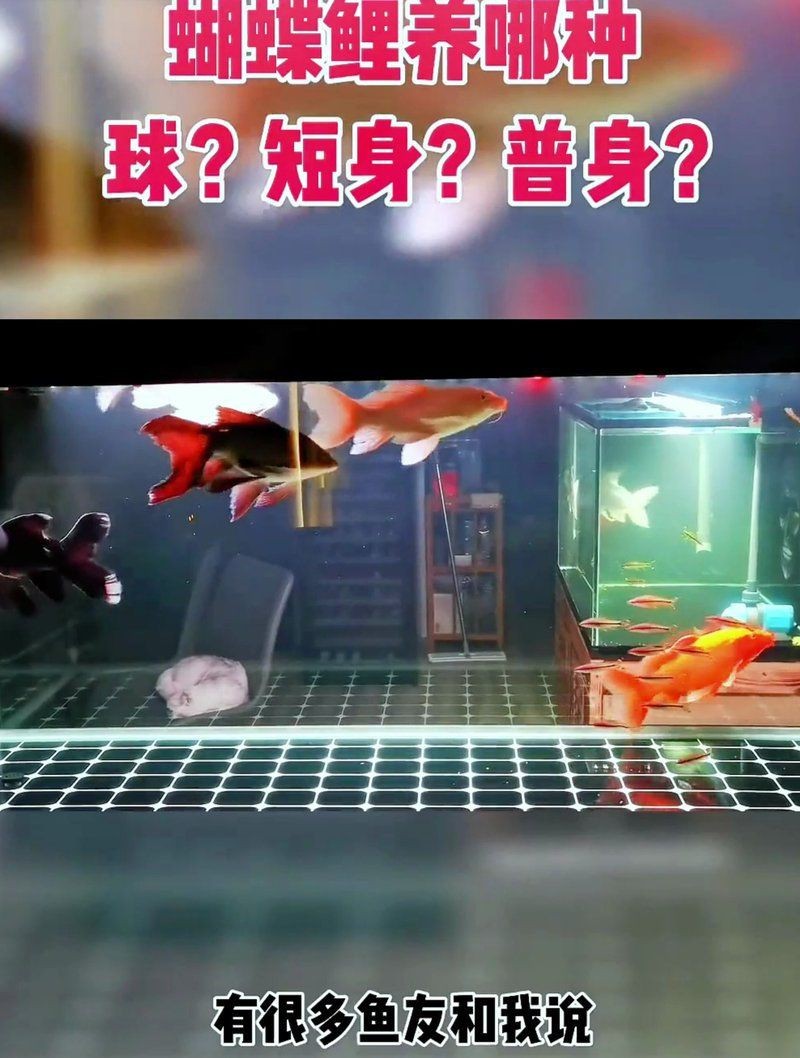 蝴蝶鯉有幾個品種