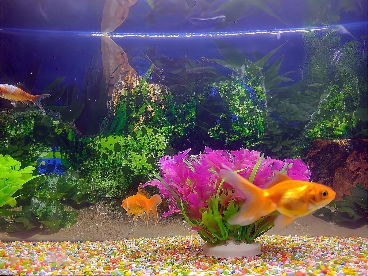 龍魚趴缸不游動會死嗎？ 龍魚趴缸不游動會死嗎？ 龍魚百科 第6張