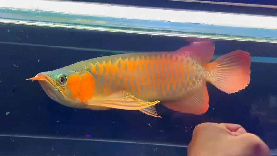 有沒有超血龍魚發色實例分享？