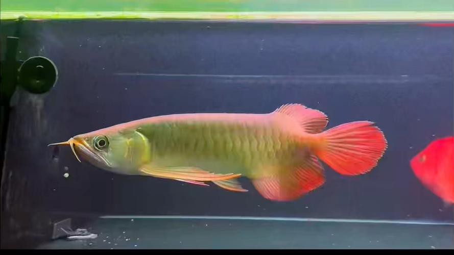 有沒有超血龍魚發色實例分享？