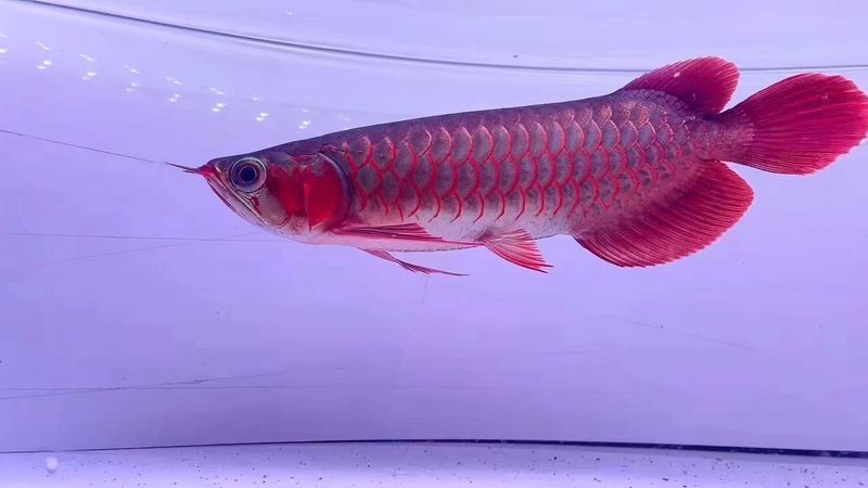 有沒有超血龍魚發色實例分享？