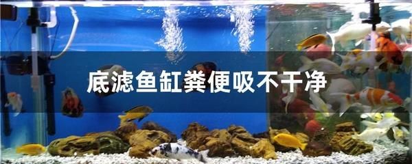 底濾魚缸過濾系統是保持過濾效果的原理是將水通過過濾介：如何提高底濾魚缸的過濾效果