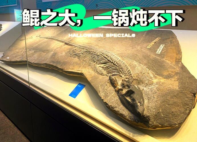 貴州龍魚化石圖片大全 龍魚百科 第1張 貴州龍魚化石圖片大全 貴州龍魚化石圖片大全 龍魚百科 第1張
