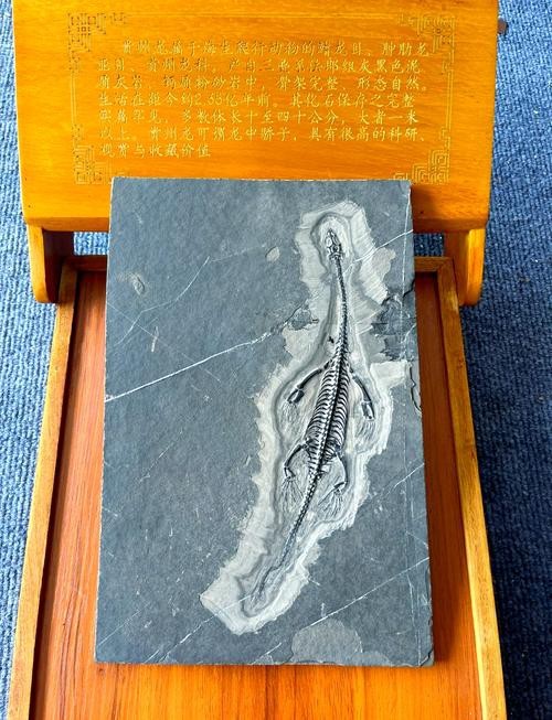 貴州龍魚化石圖片大全 龍魚百科 第8張 貴州龍魚化石圖片大全 貴州龍魚化石圖片大全 龍魚百科 第8張