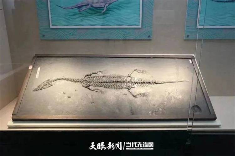 貴州龍魚化石圖片大全 龍魚百科 第10張 貴州龍魚化石圖片大全 貴州龍魚化石圖片大全 龍魚百科 第10張