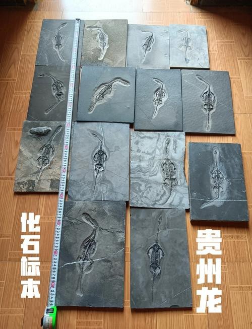 貴州龍魚化石圖片大全 龍魚百科 第12張 貴州龍魚化石圖片大全 貴州龍魚化石圖片大全 龍魚百科 第12張