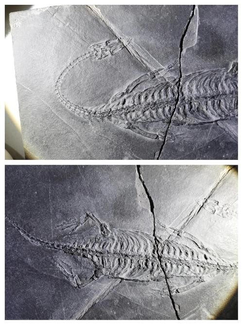 貴州龍魚化石圖片大全 龍魚百科 第7張 貴州龍魚化石圖片大全 貴州龍魚化石圖片大全 龍魚百科 第7張