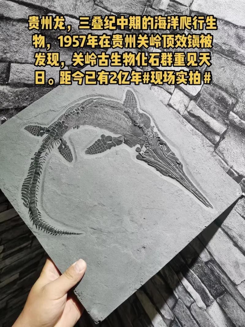 貴州龍魚化石圖片大全 貴州龍魚化石圖片大全 龍魚百科 第13張