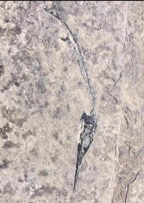 貴州龍魚化石圖片大全 龍魚百科 第15張 貴州龍魚化石圖片大全 貴州龍魚化石圖片大全 龍魚百科 第15張