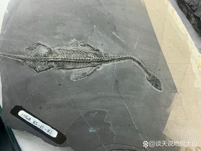 貴州龍魚化石圖片大全 龍魚百科 第21張 貴州龍魚化石圖片大全 貴州龍魚化石圖片大全 龍魚百科 第21張