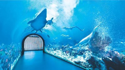 貴州龍魚化石圖片大全 貴州龍魚化石圖片大全 龍魚百科 第29張