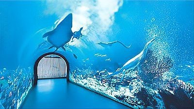 貴州龍魚化石圖片大全 貴州龍魚化石圖片大全 龍魚百科 第30張