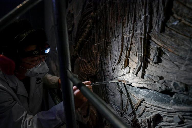 貴州龍魚化石圖片大全 龍魚百科 第25張 貴州龍魚化石圖片大全 貴州龍魚化石圖片大全 龍魚百科 第25張