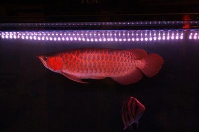 紹興市上虞區(qū)百官街道永樂水族館（紹興市上虞區(qū)百官街道永樂水族館地址）