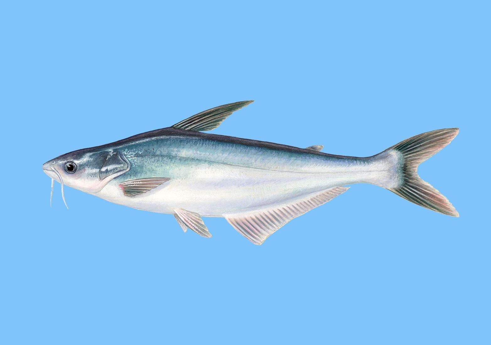 觀賞魚巴沙魚