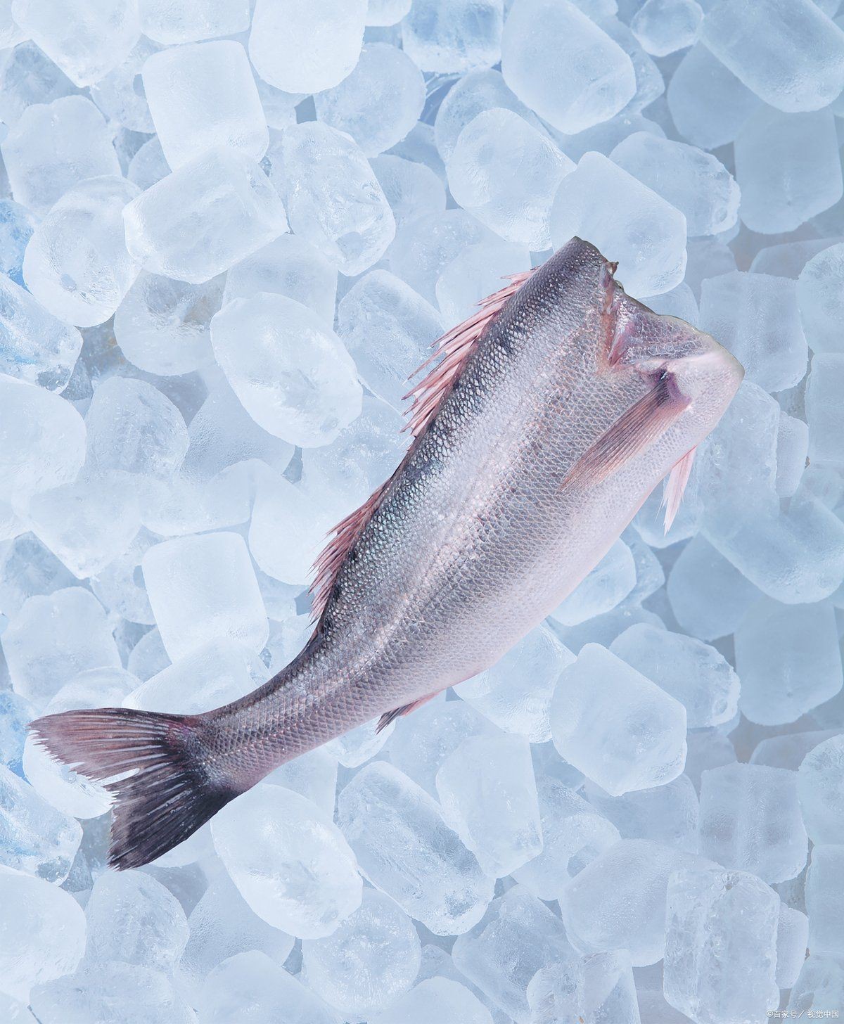 觀賞魚巴沙魚