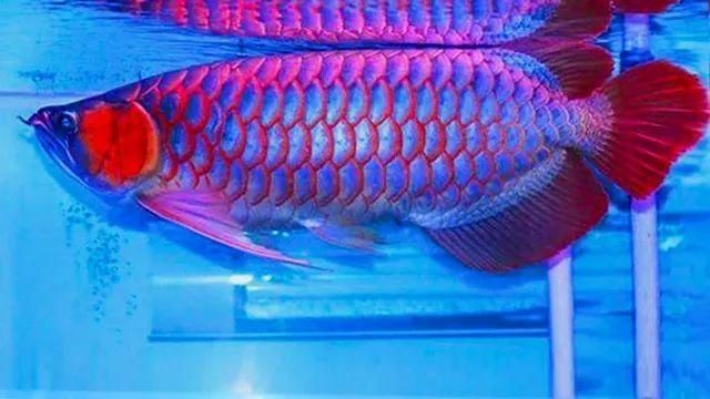 紅龍魚多長時間能紅（紅龍魚什么時候開始發色紅龍魚發色過程階段有哪些）