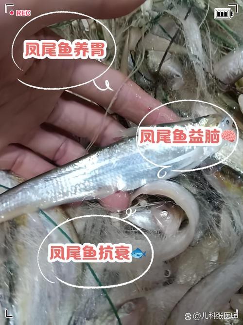 淡水鳳尾魚圖片