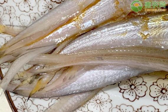淡水鳳尾魚圖片