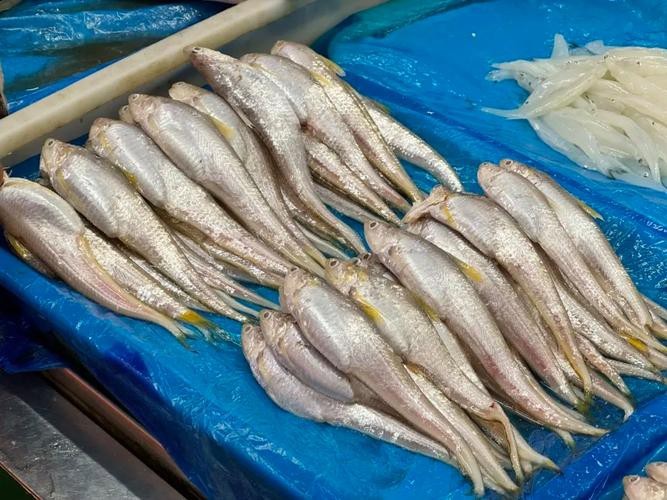 淡水鳳尾魚圖片