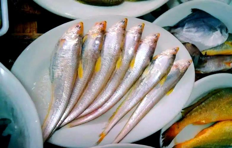 淡水鳳尾魚圖片