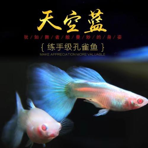 淡水鳳尾魚圖片
