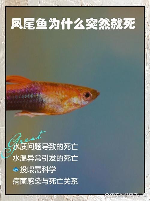 淡水鳳尾魚圖片