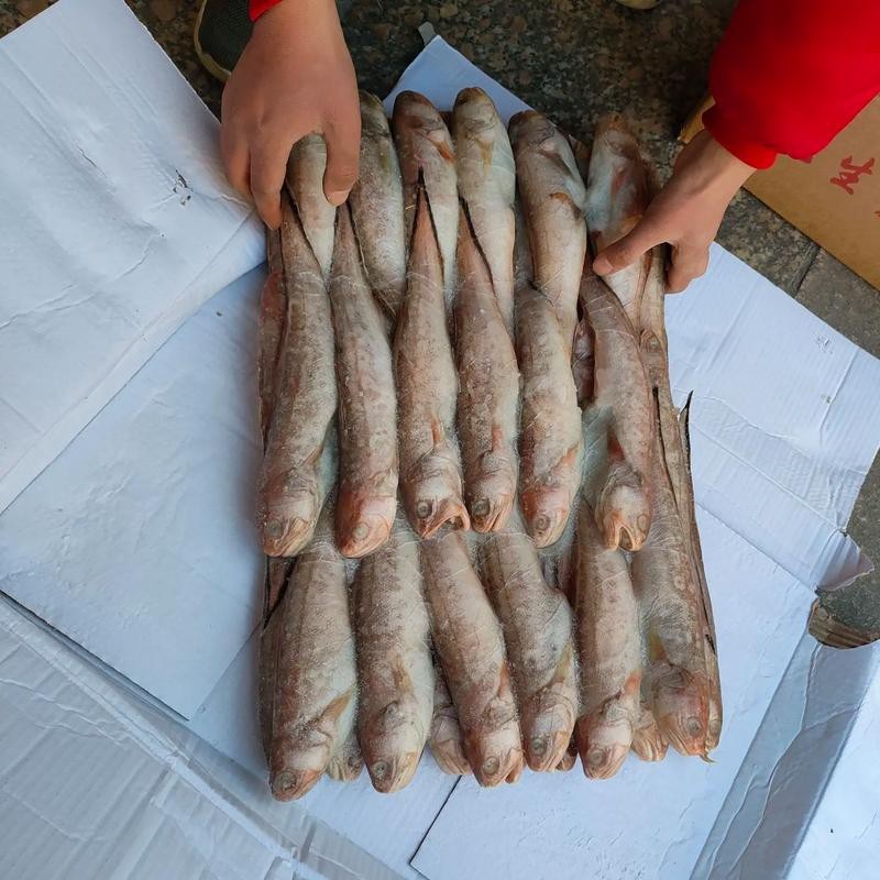 淡水鳳尾魚圖片