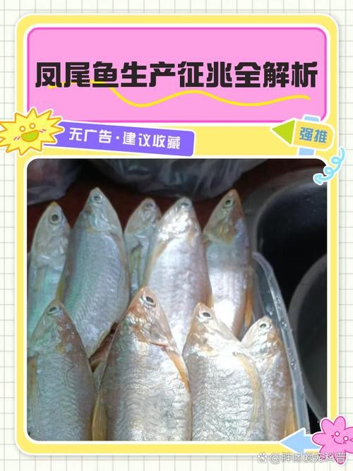 淡水鳳尾魚圖片