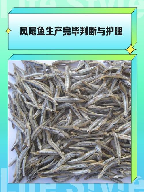 淡水鳳尾魚圖片
