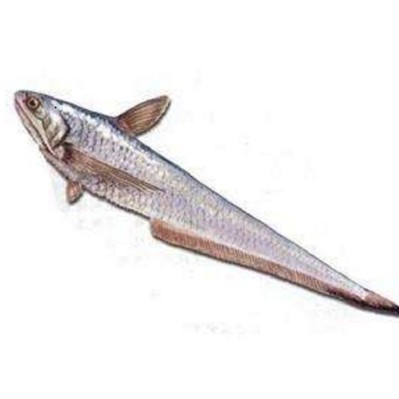 淡水鳳尾魚圖片