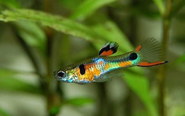 淡水鳳尾魚圖片