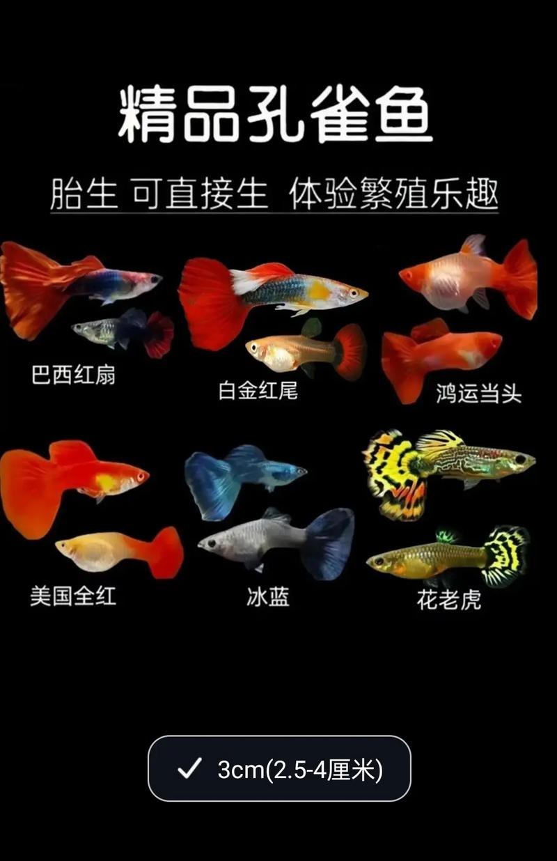 淡水鳳尾魚圖片