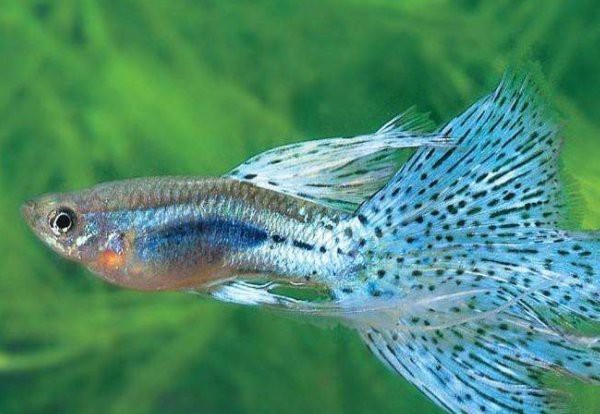 淡水鳳尾魚圖片