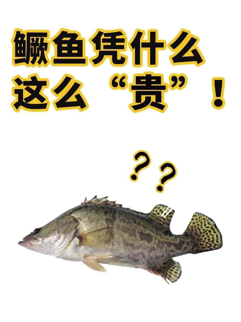 桂花魚圖片高清大圖 桂花魚圖片高清大圖 龍魚論壇 第3張