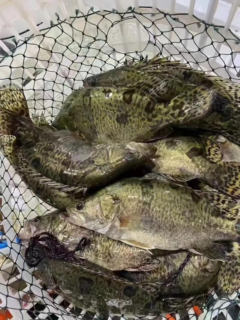 桂花魚圖片高清大圖 桂花魚圖片高清大圖 龍魚論壇 第5張