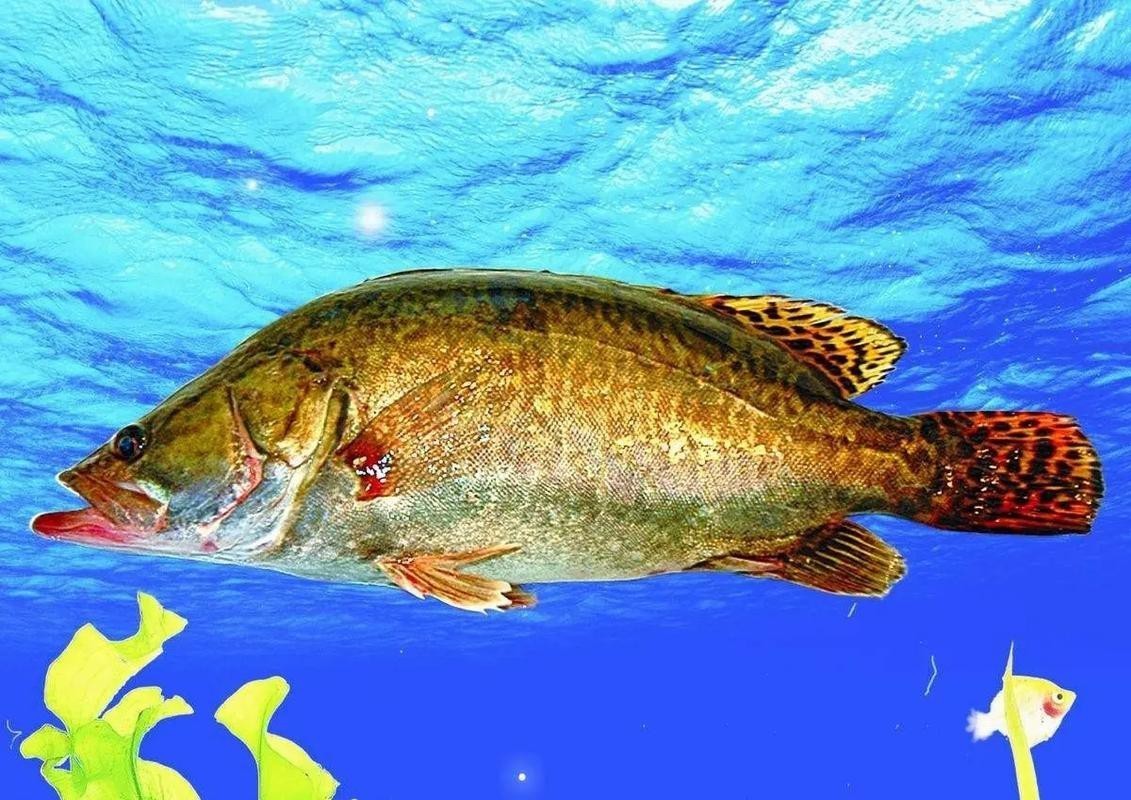 桂花魚圖片高清大圖 桂花魚圖片高清大圖 龍魚論壇 第4張