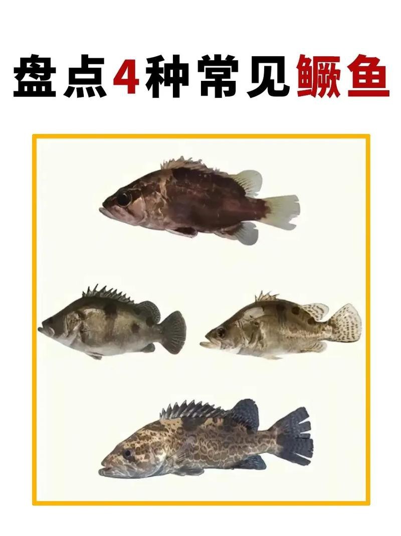 桂花魚圖片高清大圖 桂花魚圖片高清大圖 龍魚論壇 第7張